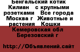 Бенгальский котик Килиан , с крупными розетками - Все города, Москва г. Животные и растения » Кошки   . Кемеровская обл.,Березовский г.